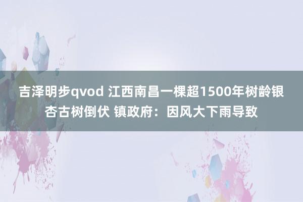 吉泽明步qvod 江西南昌一棵超1500年树龄银杏古树倒伏 镇政府：因风大下雨导致